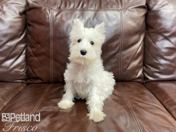Miniature Schnauzer-DOG-Male-White-27318-Petland Frisco & Mckinney, Texas