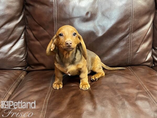 Miniature Dachshund-DOG-Male-Red-27319-Petland Frisco & Mckinney, Texas
