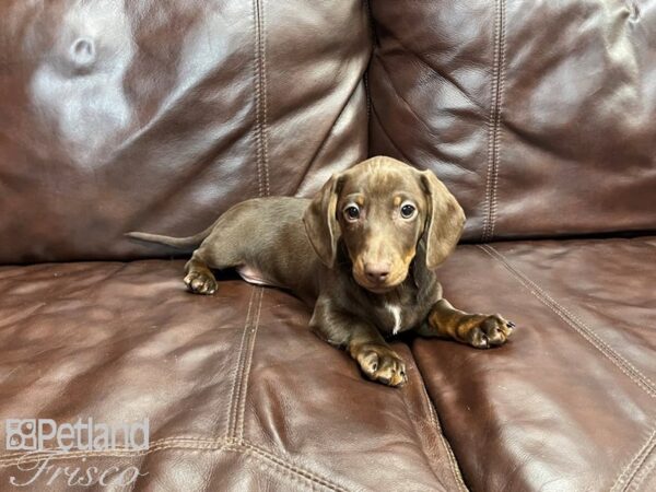 Miniature Dachshund-DOG-Male-Chocolate-27320-Petland Frisco & Mckinney, Texas