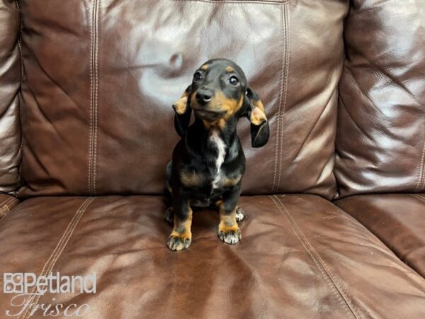 Miniature Dachshund-DOG-Female-Black and Tan-27322-Petland Frisco & Mckinney, Texas