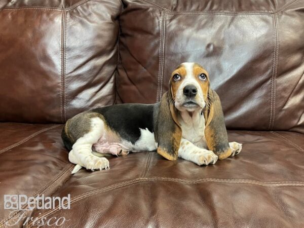 Basset Hound-DOG-Male-Black Tan and White-27324-Petland Frisco & Mckinney, Texas