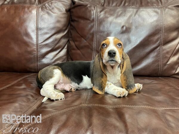 Basset Hound DOG Male Black Tan and White 27324 Petland Frisco, Texas