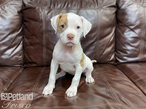 American Bulldog DOG Female White and Brown 27326 Petland Frisco, Texas