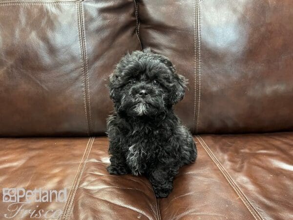 Shihpoo-DOG-Male-Black and White-27327-Petland Frisco, Texas