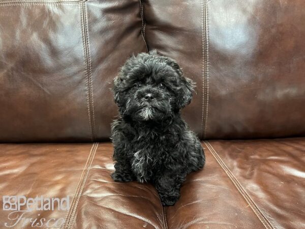 Shihpoo DOG Male Black and White 27327 Petland Frisco, Texas