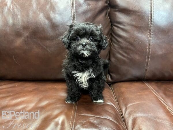 Shihpoo-DOG-Female-Black and White-27328-Petland Frisco, Texas
