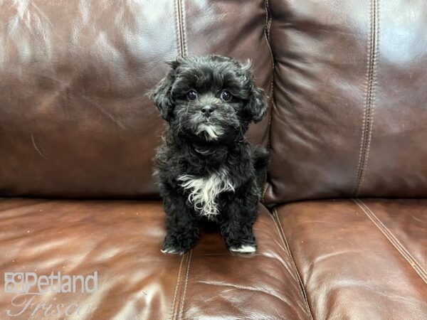 Shihpoo DOG Female Black and White 27328 Petland Frisco, Texas