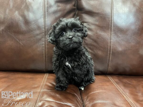 Shihpoo-DOG-Female-Black and White-27329-Petland Frisco & Mckinney, Texas