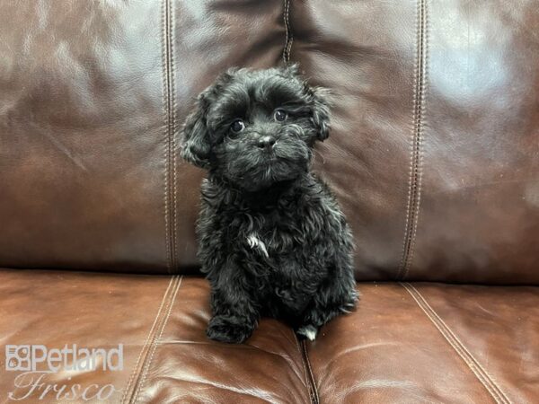 Shihpoo DOG Female Black and White 27329 Petland Frisco, Texas