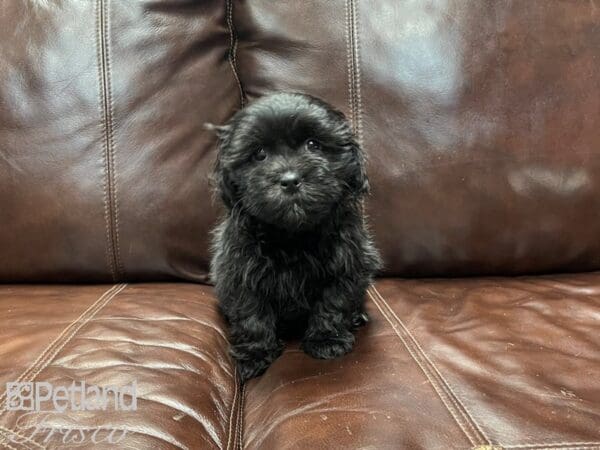 Shihpoo-DOG-Female-Black and White-27330-Petland Frisco, Texas