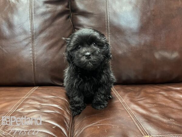 Shihpoo DOG Female Black and White 27330 Petland Frisco, Texas