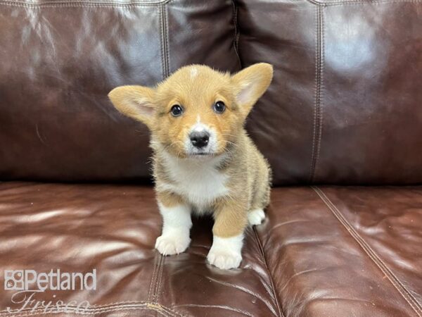 Pembroke Welsh Corgi-DOG-Male-Red and White-27331-Petland Frisco & Mckinney, Texas