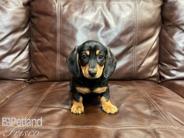 Miniature Dachshund-DOG-Female-Black and Tan-27332-Petland Frisco, Texas