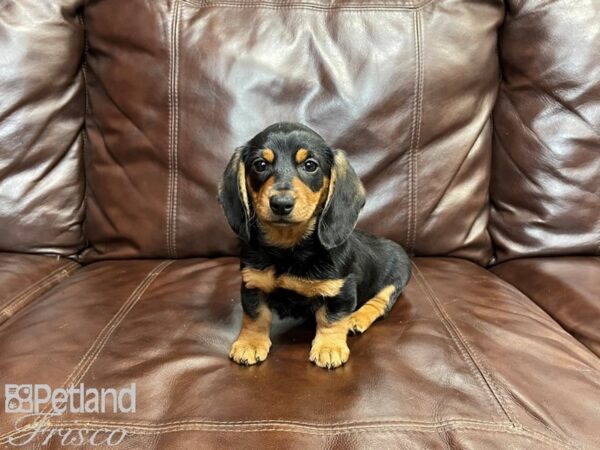 Miniature Dachshund-DOG-Female-Black and Tan-27333-Petland Frisco & Mckinney, Texas