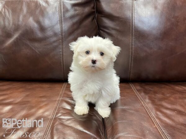 Maltese-DOG-Female-White-27334-Petland Frisco, Texas