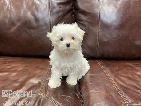 Maltese DOG Female White 27335 Petland Frisco & Mckinney, Texas