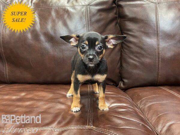 Chihuahua DOG Male BLK TAN 27120 Petland Frisco & Mckinney, Texas