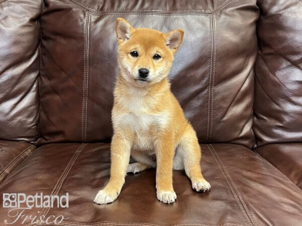 Shiba Inu-DOG-Female-Red-27337-Petland Frisco & Mckinney, Texas
