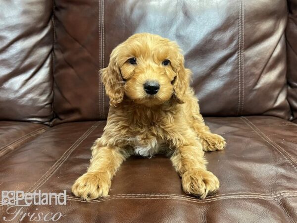 F1B Goldendoodle DOG Male Golden 27338 Petland Frisco, Texas