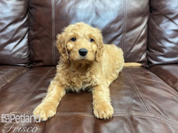 F1B Goldendoodle DOG Male Golden 27339 Petland Frisco, Texas