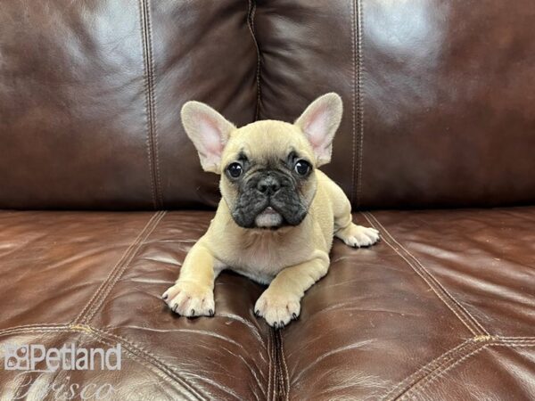 French Bulldog-DOG-Male-Blue Fawn-27340-Petland Frisco & Mckinney, Texas
