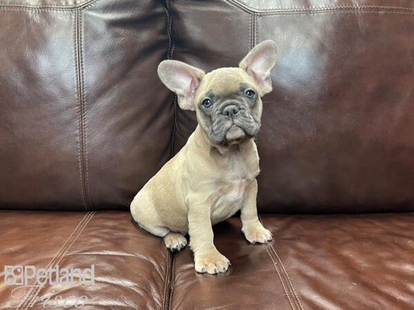 French Bulldog-DOG-Male-Fawn-27341-Petland Frisco, Texas