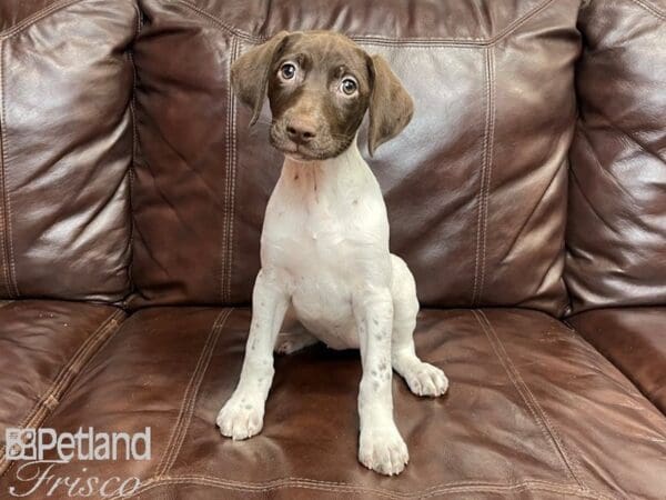 German Shorthair Pointer-DOG-Female-Liver & White-27344-Petland Frisco, Texas