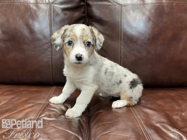 Auggie DOG Female Merle 27346 Petland Frisco, Texas