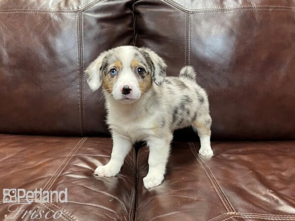 Auggie DOG Female Merle 27347 Petland Frisco, Texas