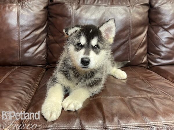 Alaskan Malamute DOG Male Black and White 27348 Petland Frisco, Texas