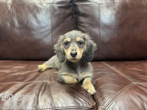 Miniature Dachshund-DOG-Male-Blue and Tan-27351-Petland Frisco, Texas