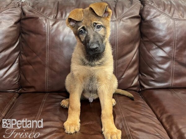 German Shepherd DOG Male Sable 27352 Petland Frisco, Texas