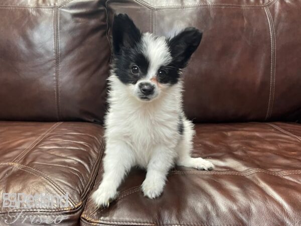 Papillon DOG Male Black and White 27354 Petland Frisco, Texas