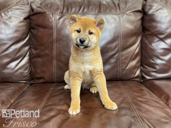 Shiba Inu-DOG-Male-Red-27355-Petland Frisco & Mckinney, Texas