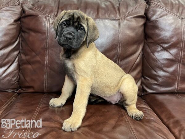 English Mastiff-DOG-Female-Fawn-27356-Petland Frisco & Mckinney, Texas