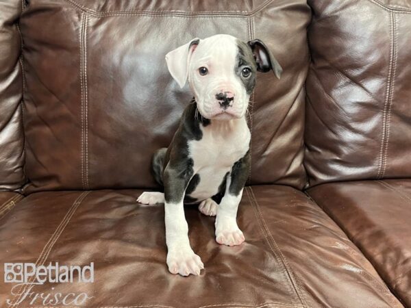 American Bulldog DOG Female White 27357 Petland Frisco, Texas