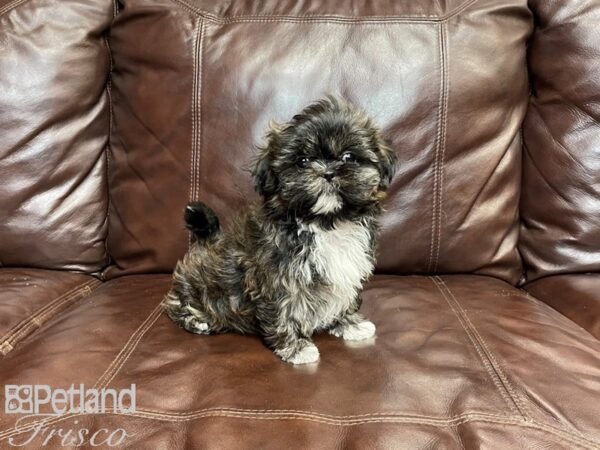 Shih Tzu-DOG-Male-Brindle-27359-Petland Frisco & Mckinney, Texas