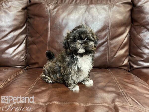 Shih Tzu-DOG-Male-Brindle-27359-Petland Frisco, Texas