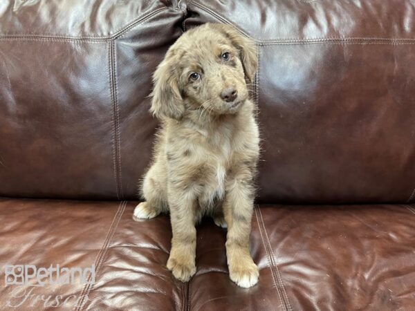 Aussiedoodle DOG Male Black Tri 27360 Petland Frisco, Texas