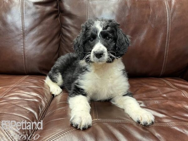 Aussiedoodle DOG Male Black Tri 27361 Petland Frisco, Texas