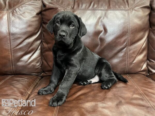 Labrador Retriever-DOG-Male-Black-27362-Petland Frisco & Mckinney, Texas