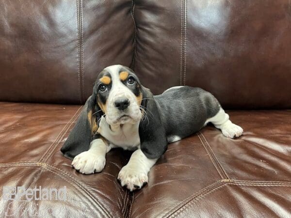 Basset Hound-DOG-Female-Black Tri-27364-Petland Frisco, Texas