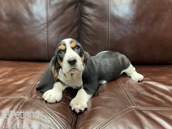 Basset Hound DOG Female Black Tri 27364 Petland Frisco, Texas