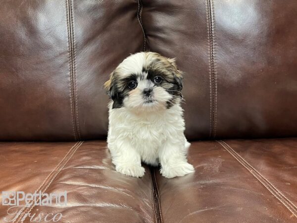 Shih Tzu-DOG-Female-Brown & White-27365-Petland Frisco & Mckinney, Texas