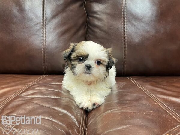 Shih Tzu-DOG-Female-Brown & White-27366-Petland Frisco & Mckinney, Texas