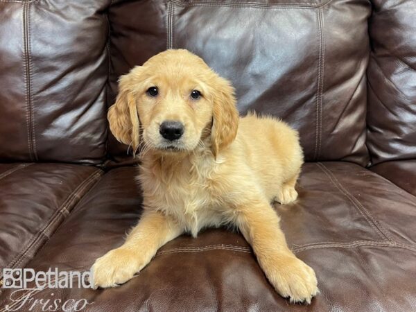 Golden Retriever-DOG-Male-Gold-27367-Petland Frisco & Mckinney, Texas