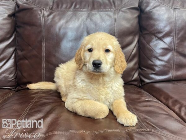 Golden Retriever-DOG-Female-Gold-27368-Petland Frisco & Mckinney, Texas