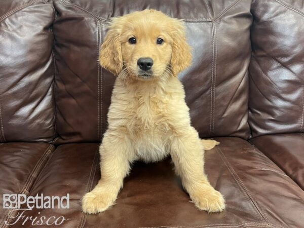 Golden Retriever-DOG-Male-Golden-27369-Petland Frisco & Mckinney, Texas