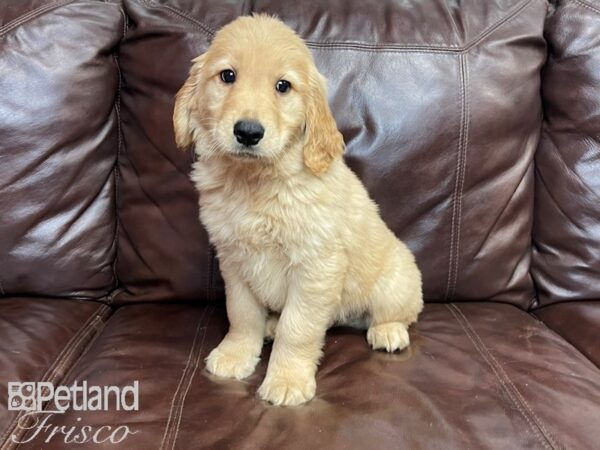 Golden Retriever-DOG-Male-Gold-27370-Petland Frisco & Mckinney, Texas