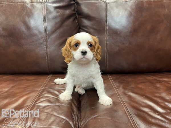 Cavalier King Charles Spaniel-DOG-Male-BLENHEIM-27371-Petland Frisco & Mckinney, Texas